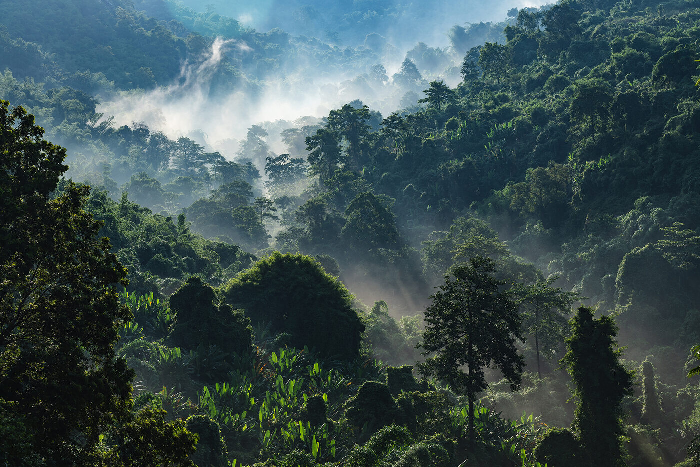 Newsletter n°3 NaturAfrica Afrique centrale